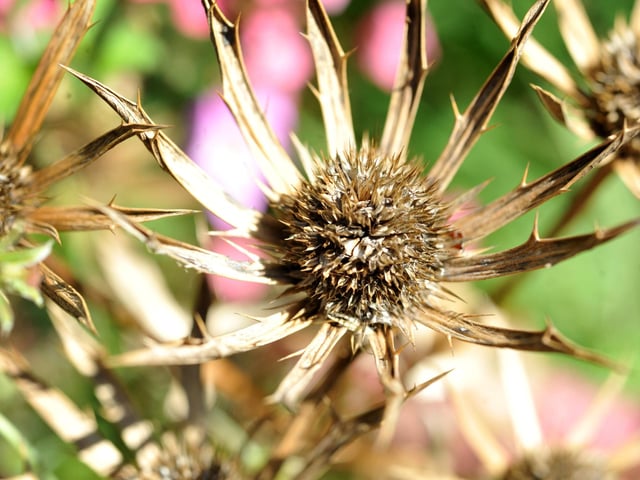 Late summer at Nymans Gardens in Handcross