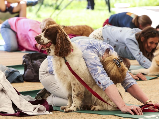 Dogs and their owners take part in yoga together during a 'doga' class. Photo: Kieran Cleeves, PA