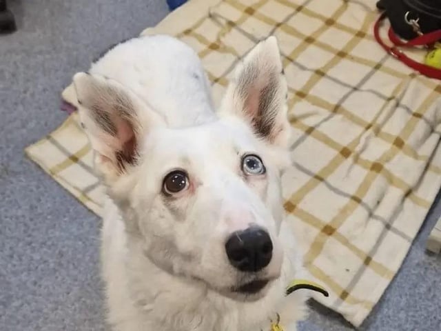 Polly is a gentle older lady looking for her forever retirement home. She still loves her walks and sniffs, and is always excited about getting out and about, but is equally happy to settle at home and snooze beside your feet under the desk or snuggled on the sofa in front of the TV. She is always looking to make new friends who will give her her favourite ear scratches and belly rubs. Polly is worried by busy traffic and not comfortable around other dogs so a quieter home and walking areas would suit her best. She has some ongoing medication which her new owner will need to make sure she gets to keep her in the best of health. Polly is uncomfortable around children due to previous experiences but could not be happier to have fuss and attention from the grown-ups.
