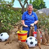 Sussex's 'mystic meerkats' making their prediction ahead of England's World Cup final against Spain. Picture from Drusillas Park