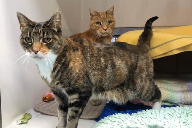 Tori (front) with her brother Bert at Cats Protection’s National Cat Adoption Centre in Chelwood Gate