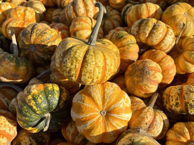 A popular pumpkin patch in Rogate has returned, with visitors invited to pick pumpkins and explore a range of autumn-themed activities.