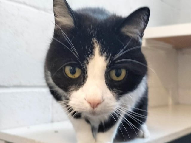 11-year old Oreo has recently lost his owner. He is a very friendly and loving cat that just needs a bit of time to develop trust, it’s all very new and sudden to him. Could you give Oreo a new start?