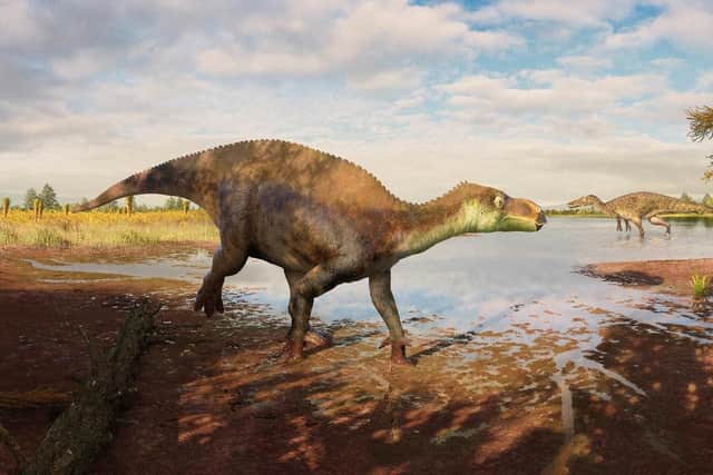 A reconstruction of the iguanodontian dinosaur Paludohadros proudlovii walking through mud along the edge of a shallow body of water. In the distance, the large predatory dinosaur Baryonyx can be seen. Picture courtesy of Guilherme Gehr/Natural History Museum