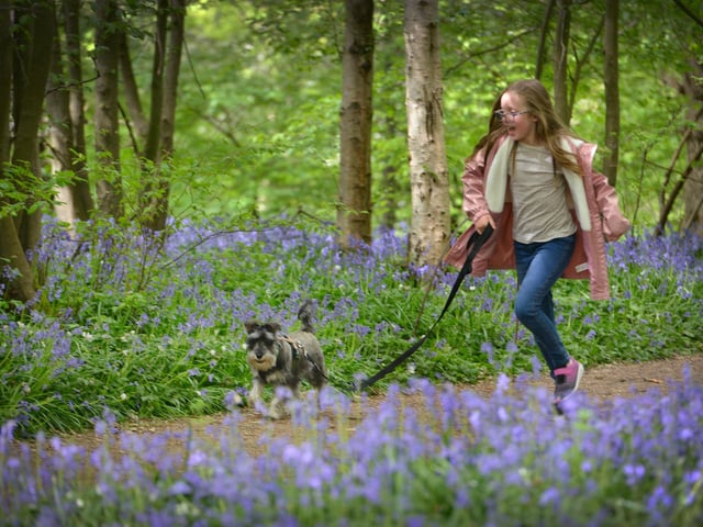 Arlington Bluebell Walk 2022 at Bates Green Farm, Tye Hill Road.