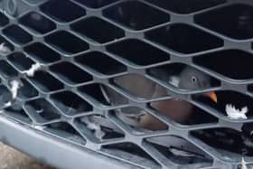 Pigeon trapped behind car grill