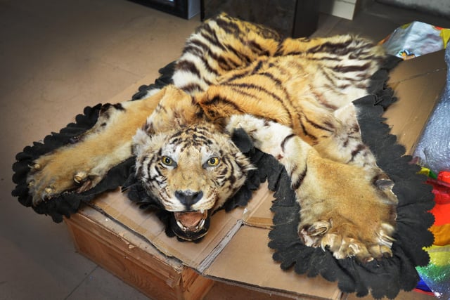 Burstow & Hewett will be holding an auction at The Granary Saleroom in Battle on March 15 2024: Science, Natural History and Curiosities (George West Collection, Taxidermy and Peculiarities).

An early 20th century tiger skin rug.