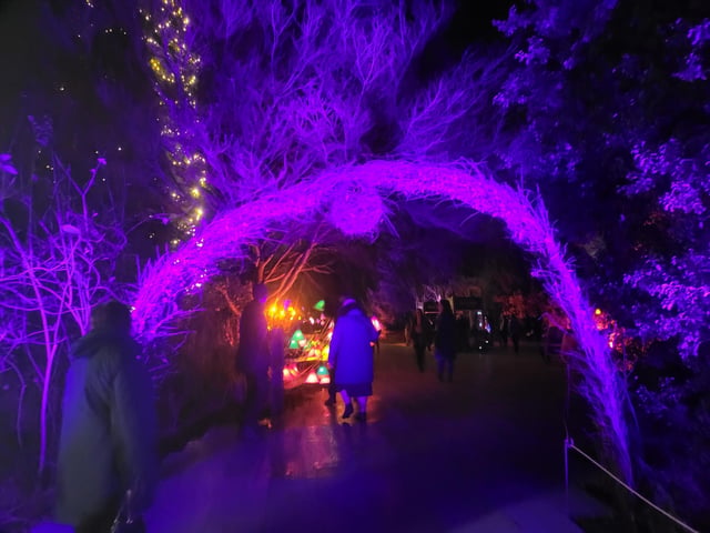 An enchanting winter lantern trail at Wakehurst Place
