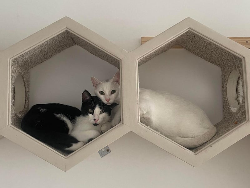 The cafe is a 'feline-heaven' with cat runs and hiding spots to enjoy. Photo: Contributed