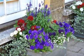 In Pictures: Petworth In Bloom's national Silver Gilt award winning displays