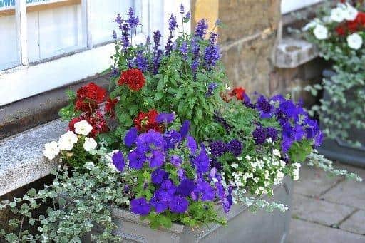 In Pictures: Petworth In Bloom's national Silver Gilt award winning displays
