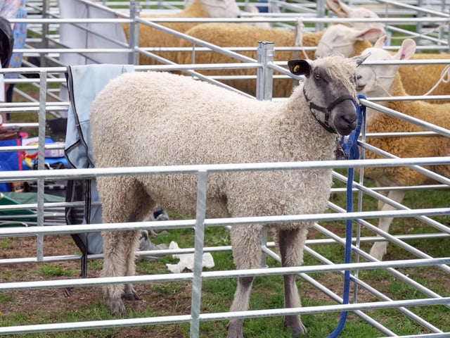 Findon Sheep Fair 2026