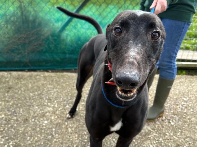 Jax is a 'spirited, friendly and bouncy boy' who has been with the charity for more than a year. He adores playing with his toys, especially footballs, and is good with other dogs. He is be a bit wary of traffic, so he would flourish in a more rural setting. As a sensitive soul, he simply craves a loving family to call his own.