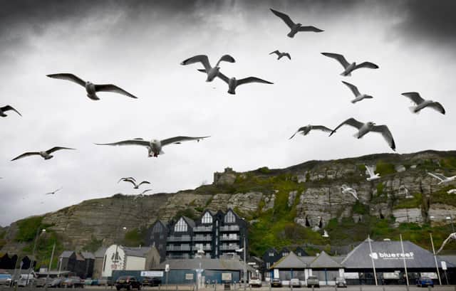 A Rye nature reserve has warned that an increase in dead and sick gulls along Hastings’ coastline could be the result of bird flu.