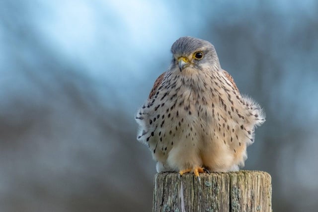 RSPB column: The fastest falcon and the flying barn door – birds of ...