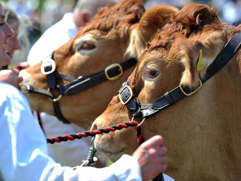 This year's South of England Show takes place from Friday to Sunday, June 7-9