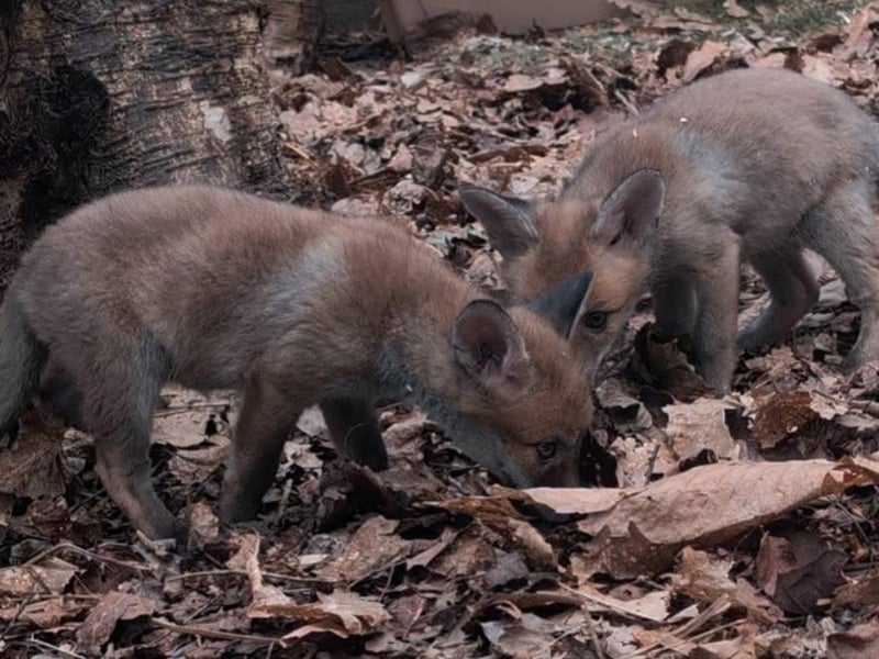 Fox cubs