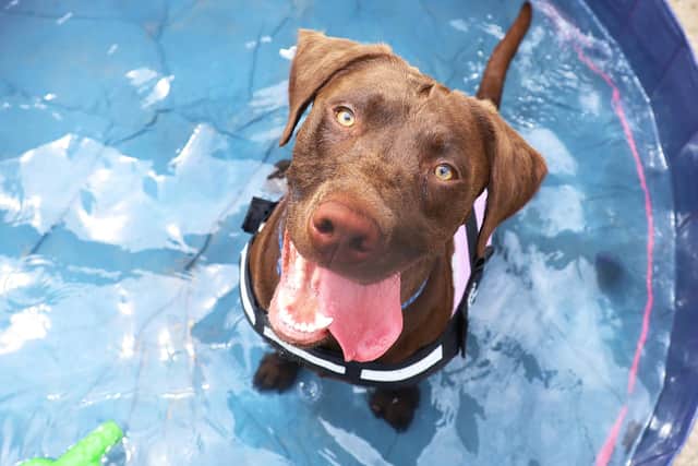 A Sussex animal rescue is warning dog owners that ‘twenty is plenty’ when it comes to exercising dogs this summer.