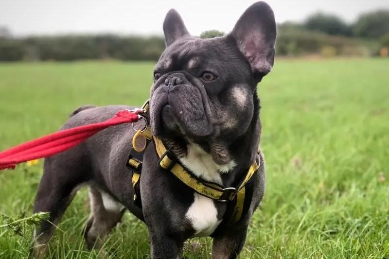 Freddie is a fun character who loves nothing more than hanging out with hisfavourite people. He enjoys meeting dogs out and about and could share his home with a suitable canine companion. However, he is unable to live with cats or other animals. Due to his breed, Freddie needs to take care while exercising, especially during hot weather. He enjoys his outings but is best suited to shorter walks. He could share his home with children over 14 years old.