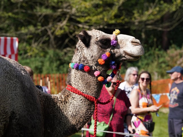 Huge crowds were in Findon today (September 9) to attend the world-famous sheep fair.