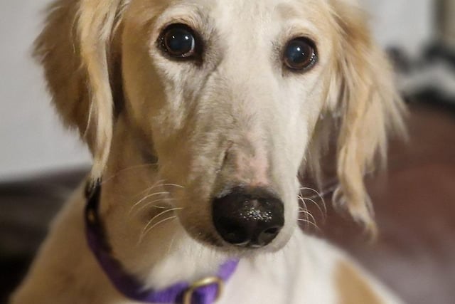 Susie is a Saluki Lurcher who is 'lovely and gentle'. She is good with people but will take a little while to trust, and will be happy as an only pet or with another calm older dog. The rescue feels the shelter is 'a little busy' for her but said she is coping remarkably well.