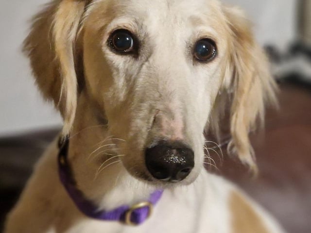 Susie is a Saluki Lurcher who is 'lovely and gentle'. She is good with people but will take a little while to trust, and will be happy as an only pet or with another calm older dog. The rescue feels the shelter is 'a little busy' for her but said she is coping remarkably well.