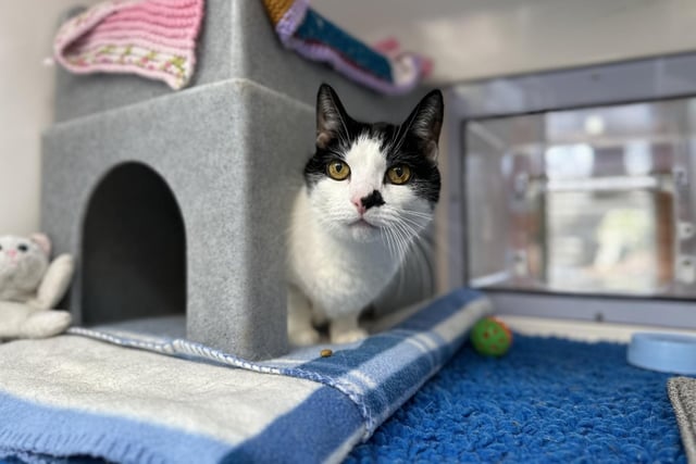 Smudge at Cats Protection’s National Cat Adoption Centre