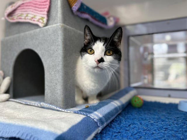 Smudge at Cats Protection’s National Cat Adoption Centre