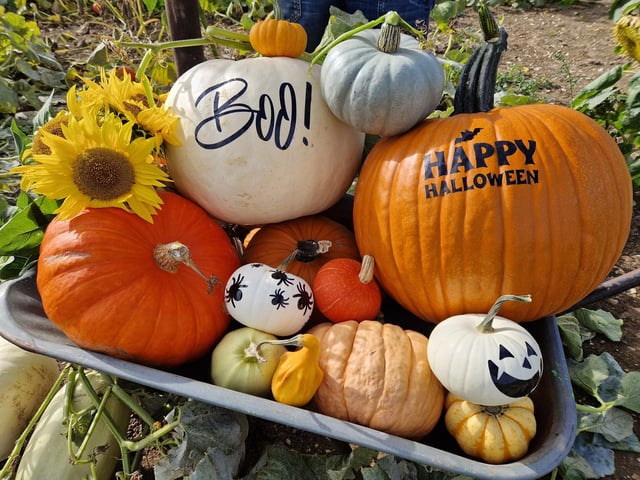Sompting Pumpkins opens for family pumpkin-picking fun again next month (October 2025)