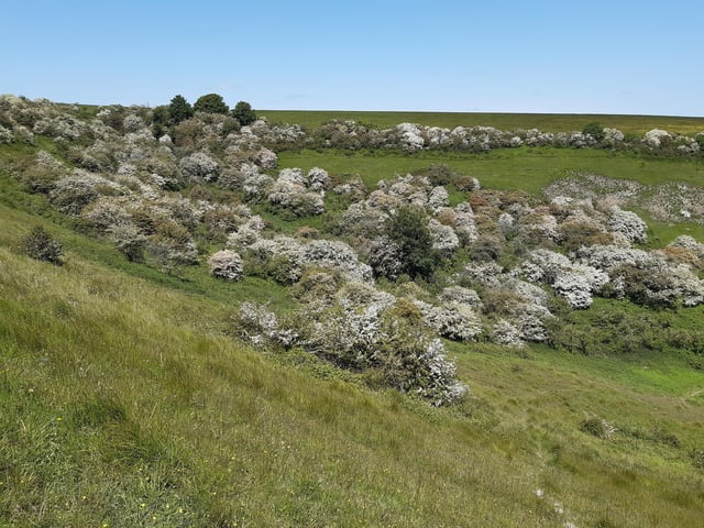 May Blossom in the South Downs National Park at Castle Hill Nature Reserve on June 5, 2023
