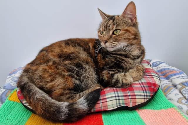 "Fizz (pictured) and Bella are a gorgeous pair of girlies. Bella is a little shy but both love strokes. They would enjoy access to a garden."