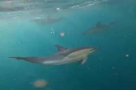 A 'superpod' of about 500 dolphins were spotted off the Eastbourne coast. Photo: still from video by Jake Davison.
