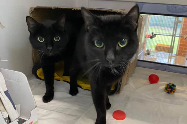 Cats Protection said Anna and Elsa were found dumped in a box at the side of a road in Uckfield