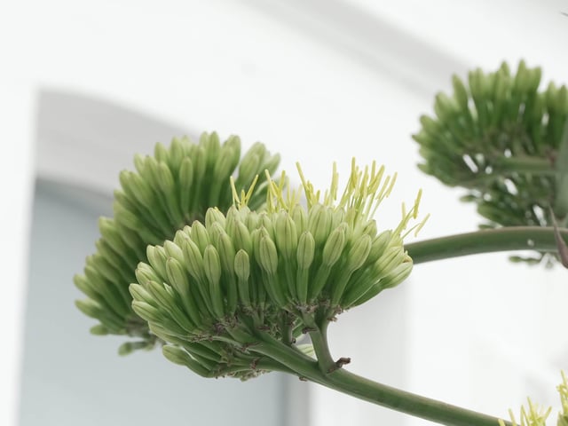 Like something out of the Triffids, this stunning agave is turning heads on Worthing seafront