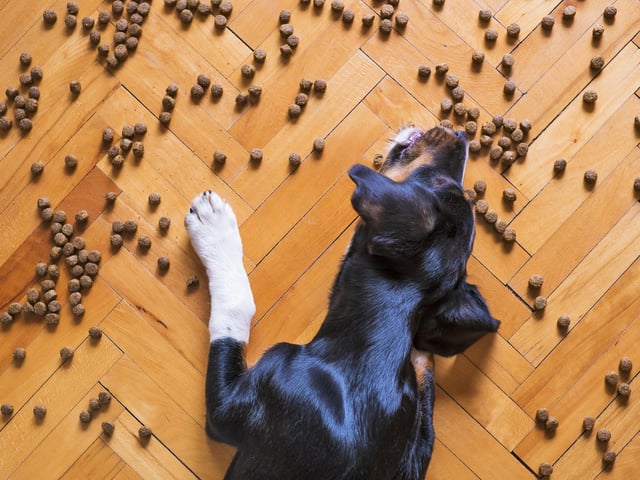 Everyone deserves tasty treats, it's a great idea to use natural treats to reward your dog and reinforce a positive connection between you both. Natural treats allow you to treat your dog without feeling guilty, and they can be a great tool for training, enrichment or simply a surprise. Just make sure not to use this as the only tool to gain a connection at the expense of not forming a proper bond.