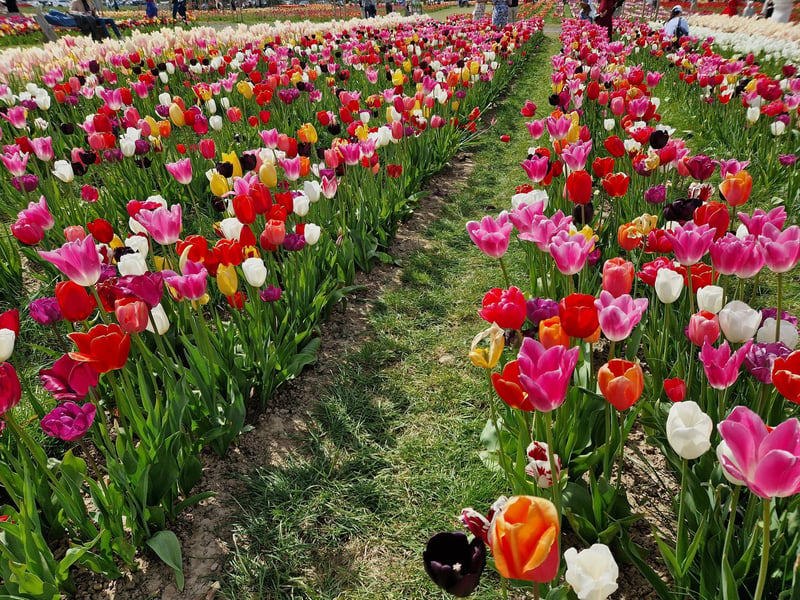 Tulleys Tulip Fest celebrates the arrival of spring with 1.5 million blooms in the fields