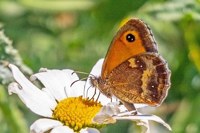 Wildlife in Combe Valley Country Park