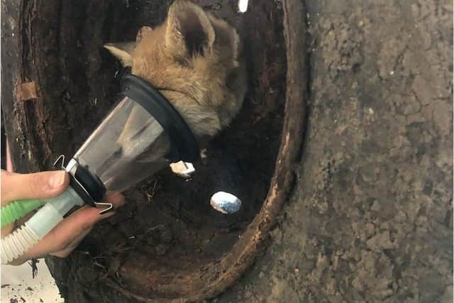 Young female fox with head stuck in wheel.