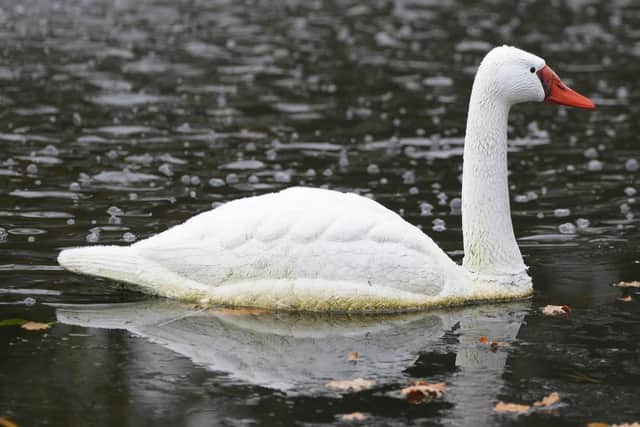 'Swans' at Storrington village pond are startling passers-by. The swans were introduced some time ago to deter geese