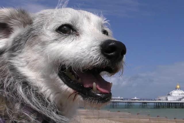 Canine campaigner from the Friends of Eastbourne Seafront