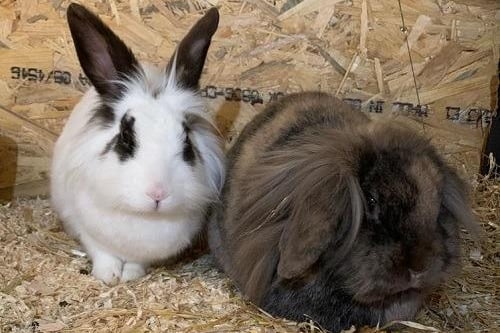 Biscuit & Flop, are a newly bonded, male and female pair who we are looking to home together. They are outdoor rabbits and really enjoy each others company. Biscuit is the more laid back of the two rabbits and is quite happy to be picked up, Flop is also friendly but is slightly more reserved.