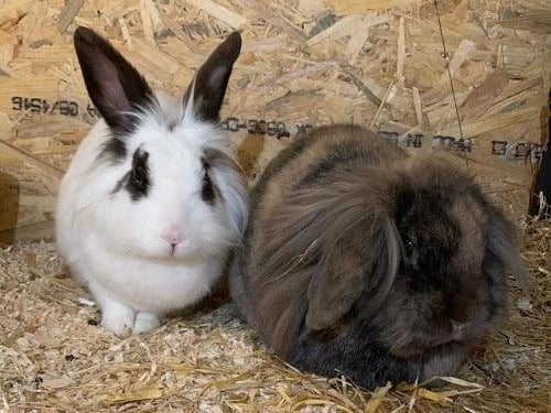 Biscuit & Flop, are a newly bonded, male and female pair who we are looking to home together. They are outdoor rabbits and really enjoy each others company. Biscuit is the more laid back of the two rabbits and is quite happy to be picked up, Flop is also friendly but is slightly more reserved.