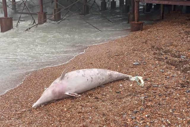 A dolphin’s carcass has washed up on Worthing beach next to the pier. Photo: Sussex Dolphin Project