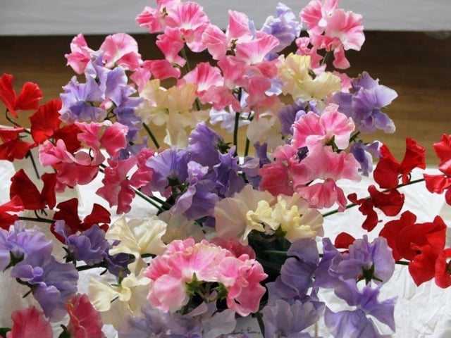 Yapton Cottage Gardeners’ Society held its first early summer flower show for three years and was pleased with the results