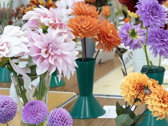 Dahlias