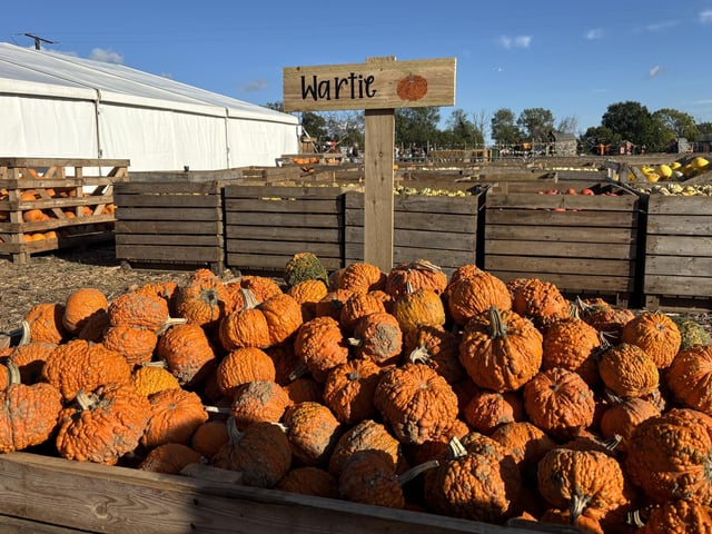 A popular pumpkin patch in Rogate has returned, with visitors invited to pick pumpkins and explore a range of autumn-themed activities.