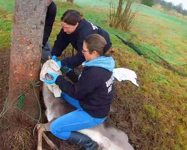 Rescuers cutting deer free