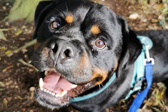 Meet Wilbur – a ‘gentle giant’ who is looking for a forever home in Sussex.