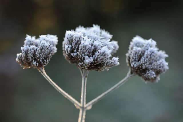 Frost in Sussex. Picture by Steve Robards. SR2212081