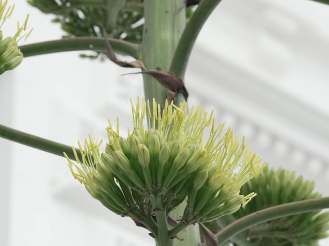 Like something out of the Triffids, this stunning agave is turning heads on Worthing seafront